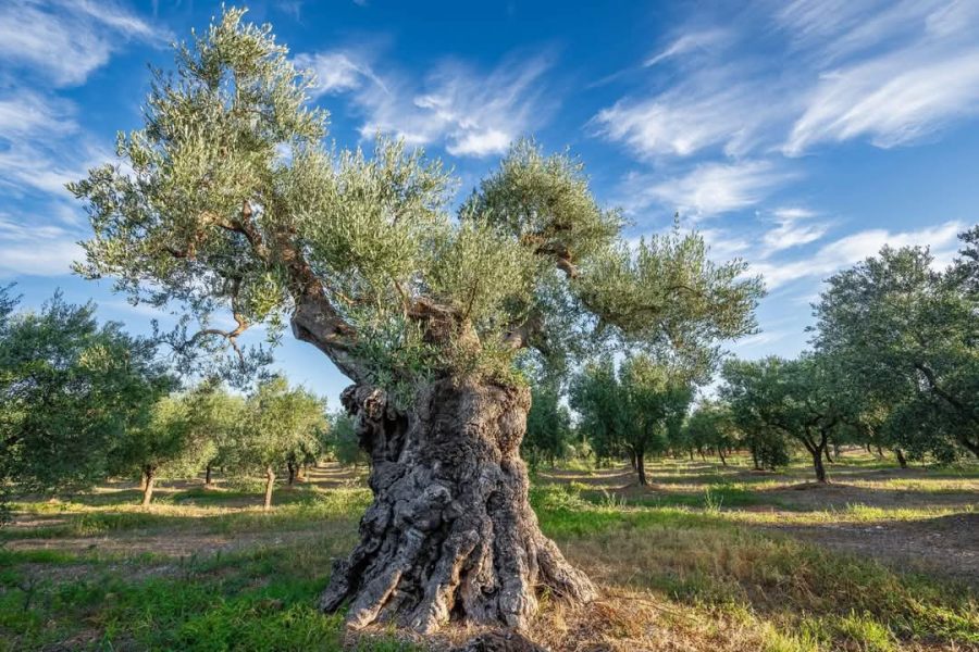 oli tasting puglia in english