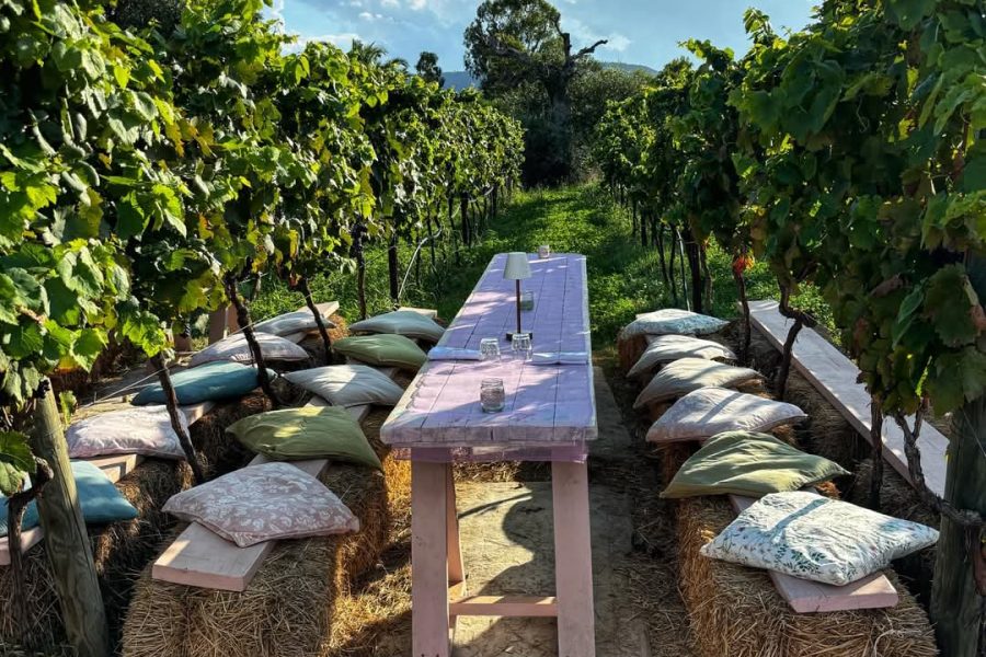 vine tasting puglia tour